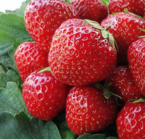 Земляника (клубника) 'Корона'